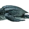 Collecta Lederschildpad 88680