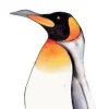 Fritsy Postkaart Pinguin